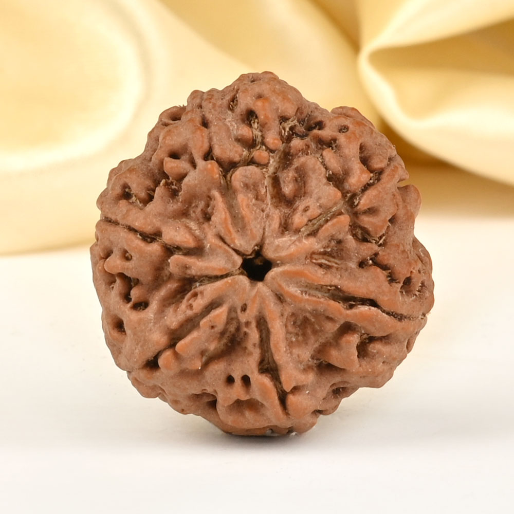 Super Collector 6 Mukhi from Nepal - CDLXXIII