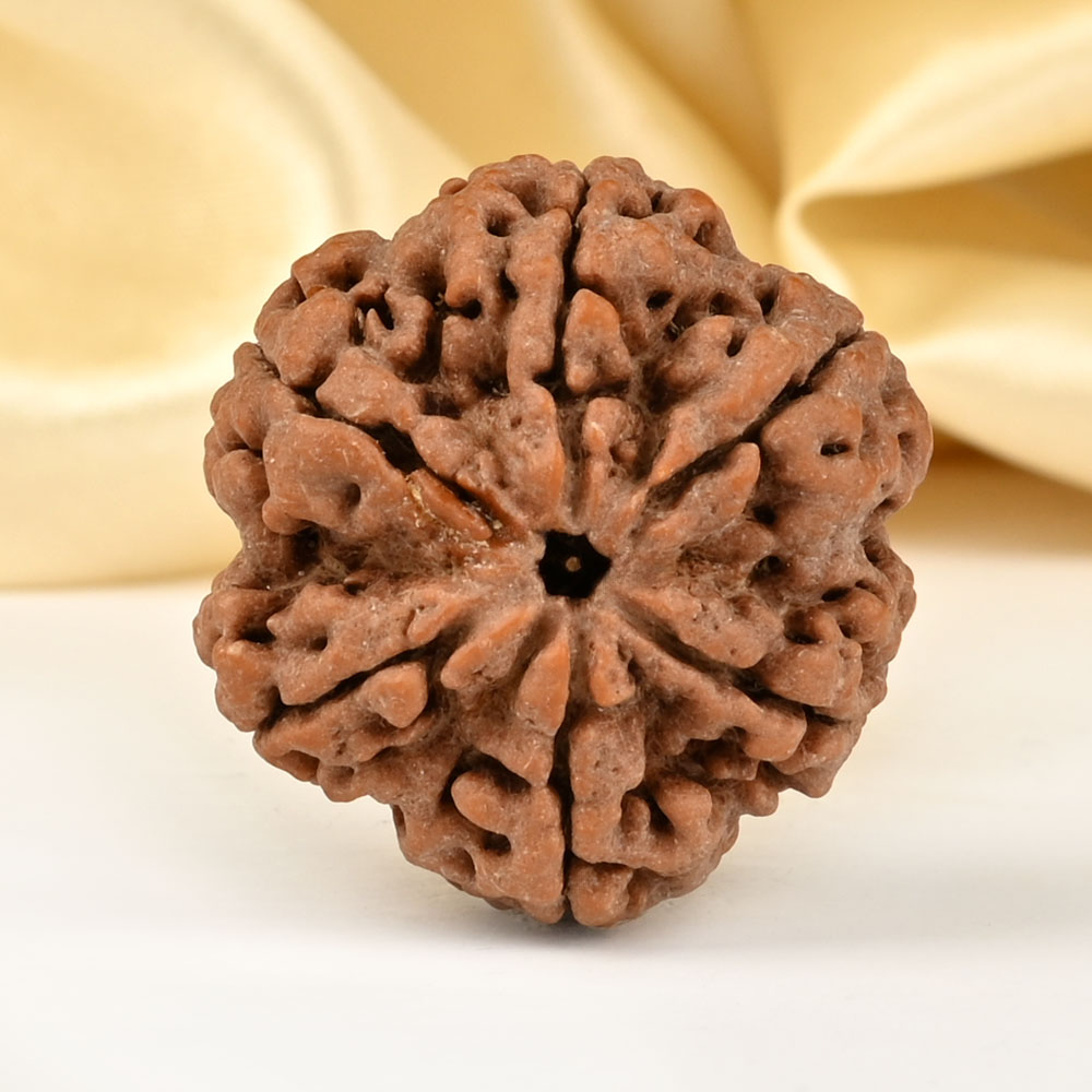 Super Collector 6 Mukhi from Nepal - CDLXXIV