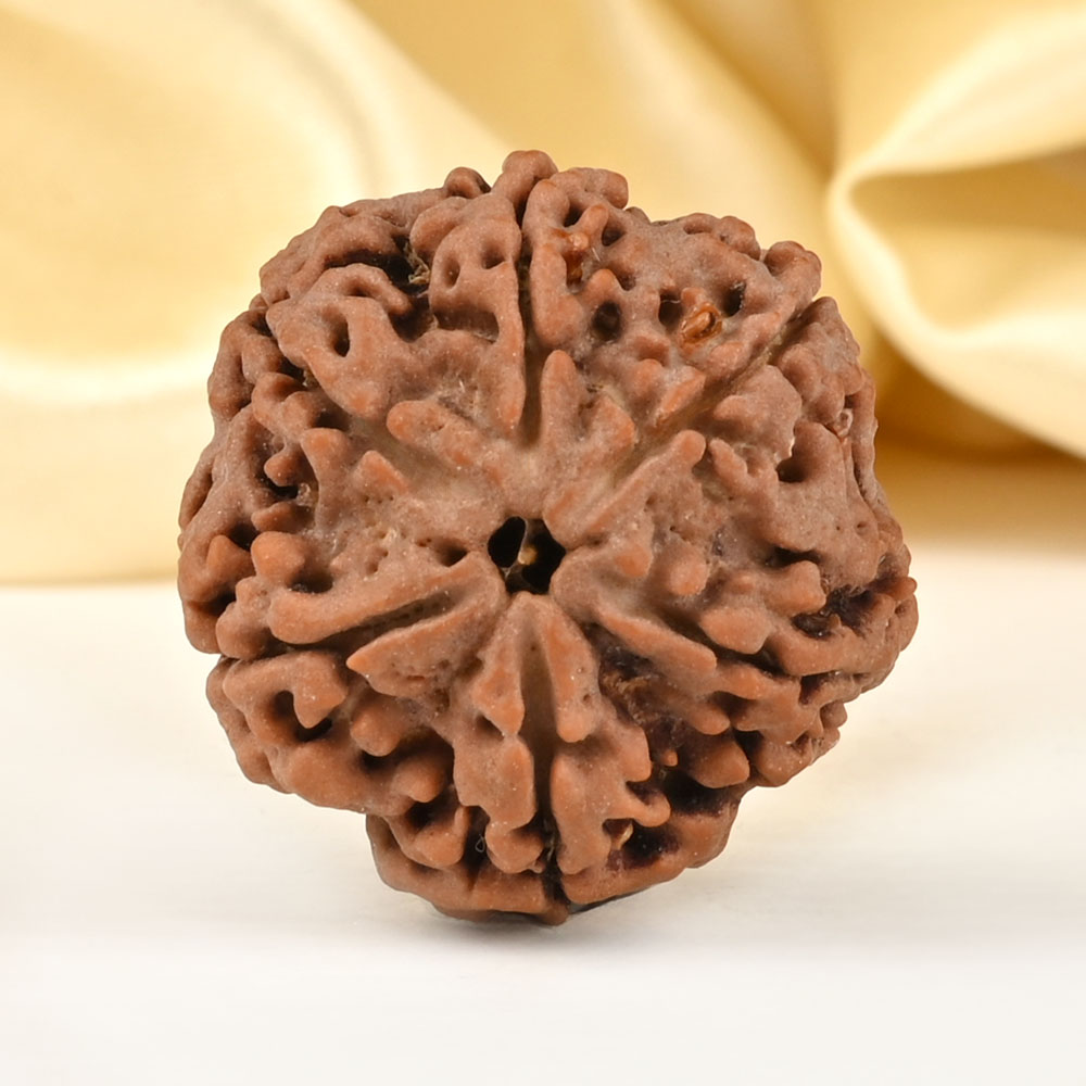Super Collector 6 Mukhi from Nepal - CDLXXV
