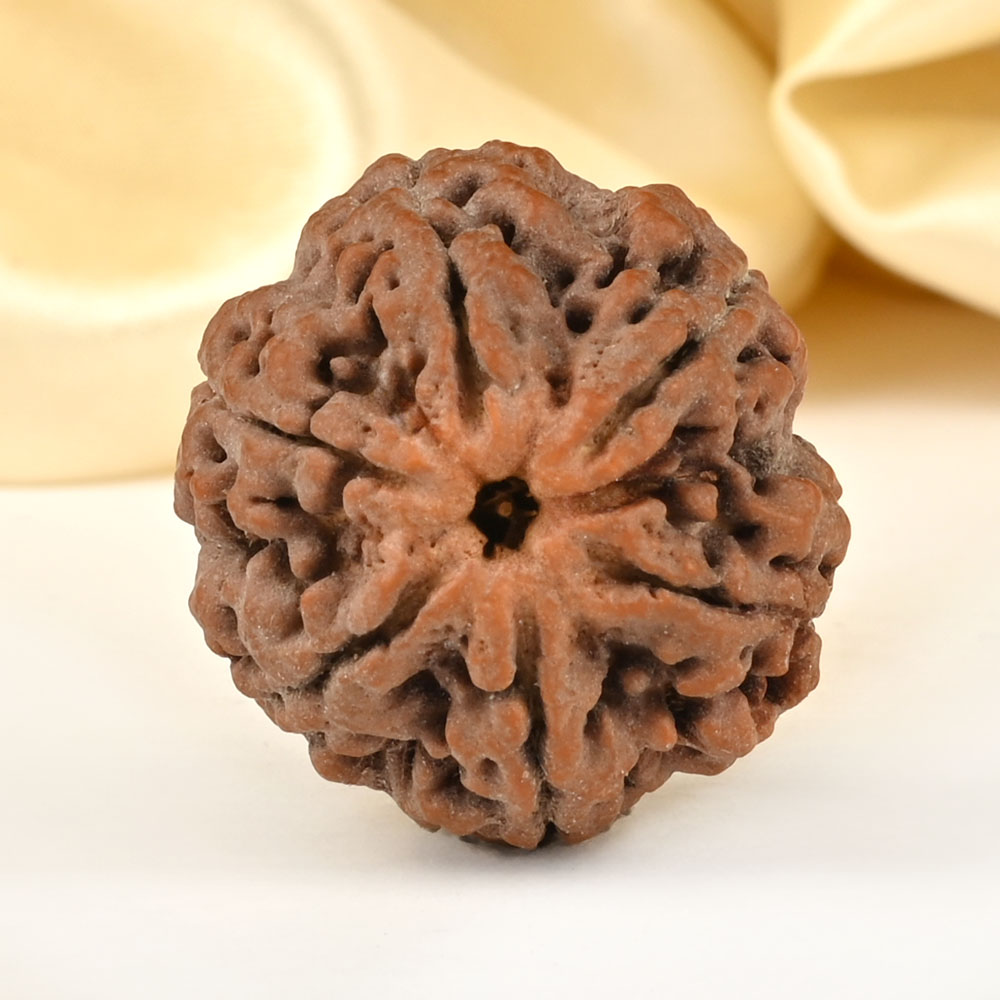 Super Collector 6 Mukhi from Nepal - CDLXXVI