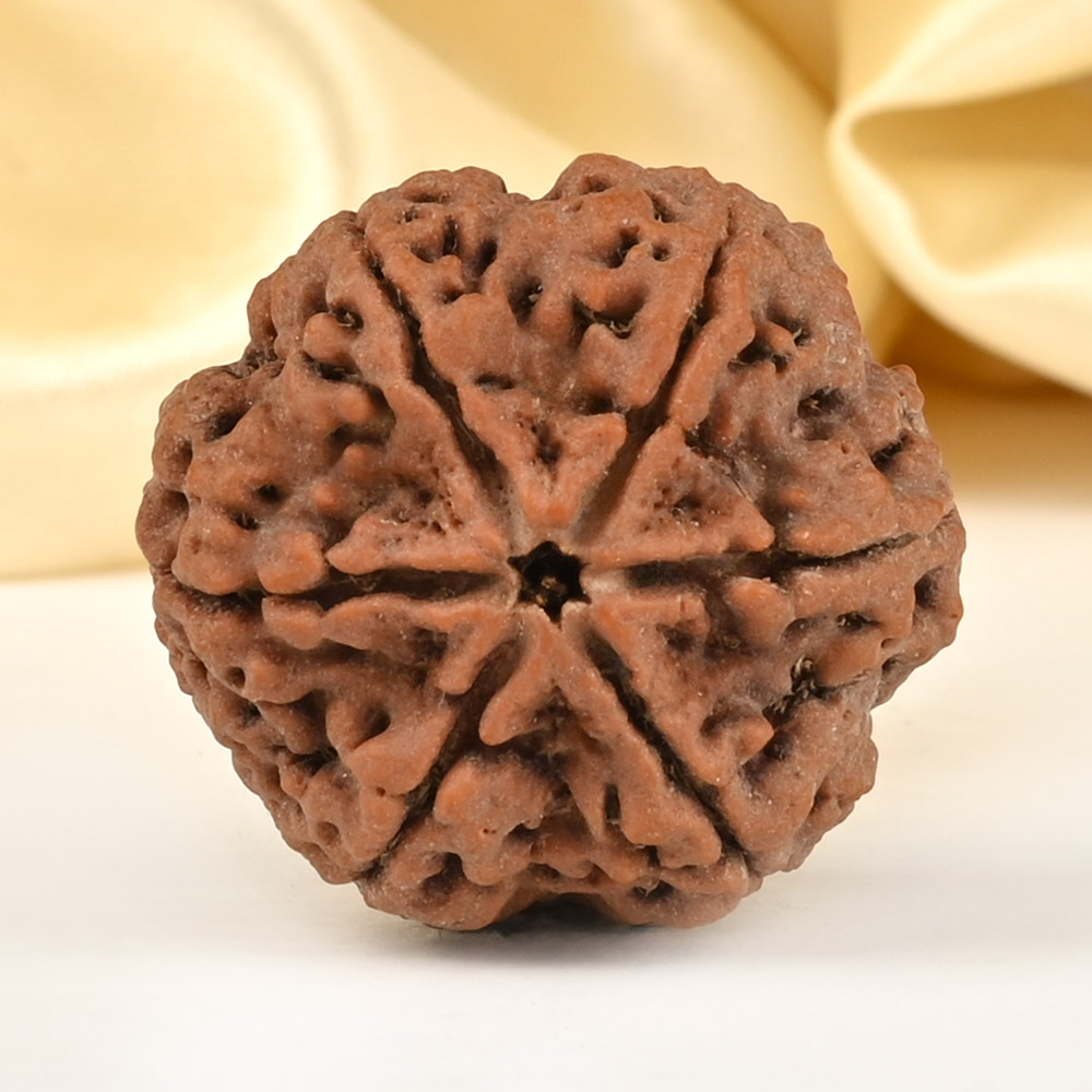 Super Collector 6 Mukhi from Nepal - CDLXXVII