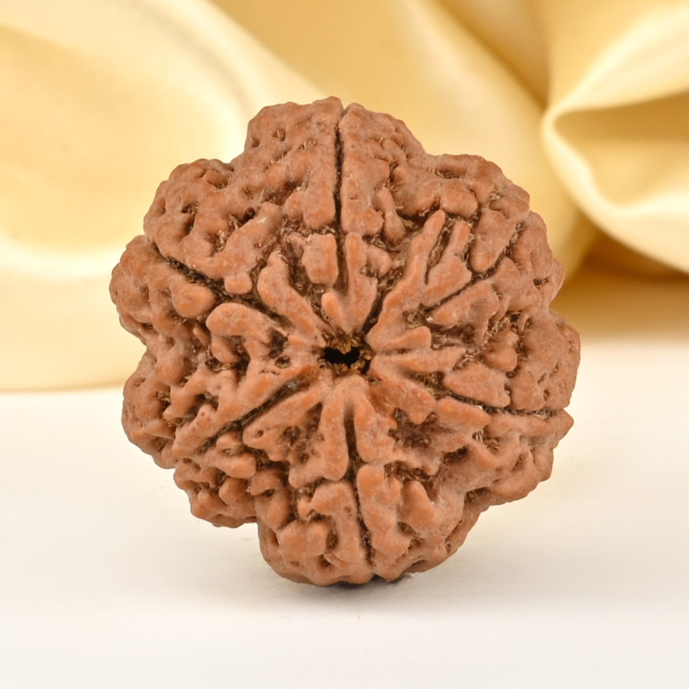 Super Collector 6 Mukhi from Nepal - CDLXXVIII