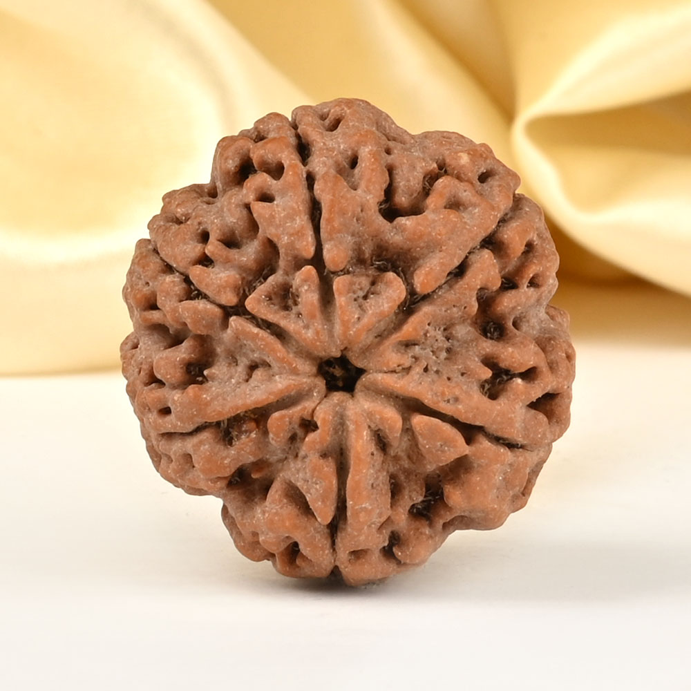 Super Collector 6 Mukhi from Nepal - CDLXXX