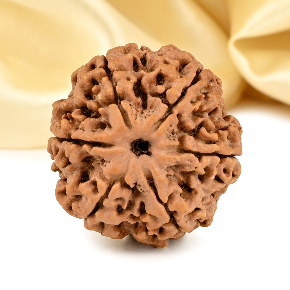 Super Collector 6 Mukhi from Nepal - CDLXXXI