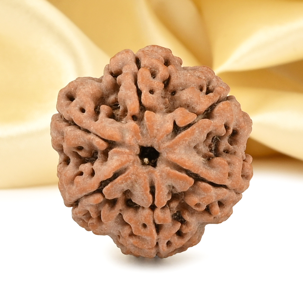 Super Collector 6 Mukhi from Nepal - CDLXXXII