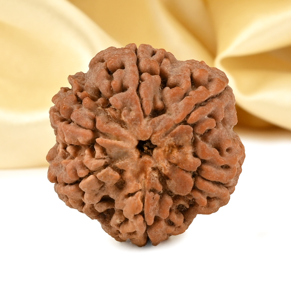 Super Collector 6 Mukhi from Nepal - CDLXXXIII