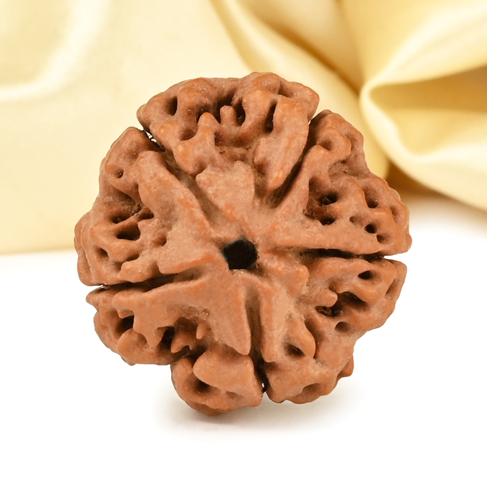 Super Collector 5 Mukhi from Nepal - DCCVIII