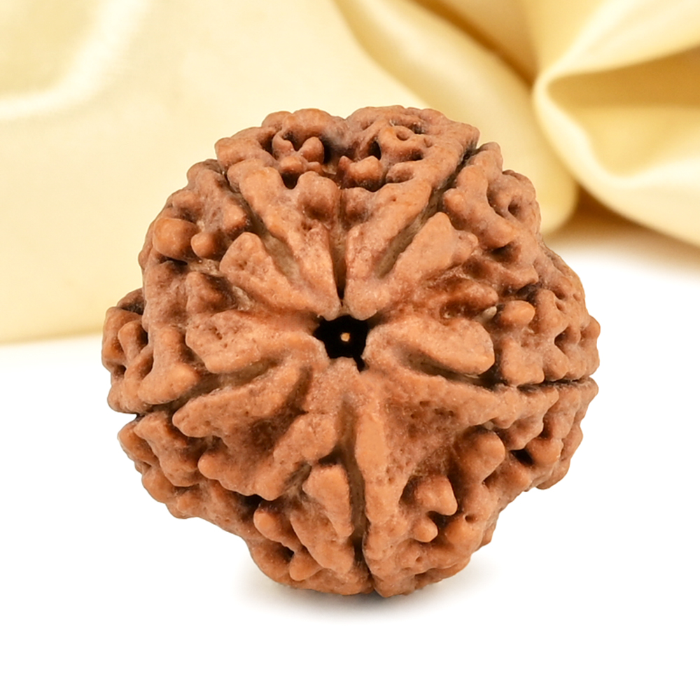 Super Collector 5 Mukhi from Nepal - DCCIX