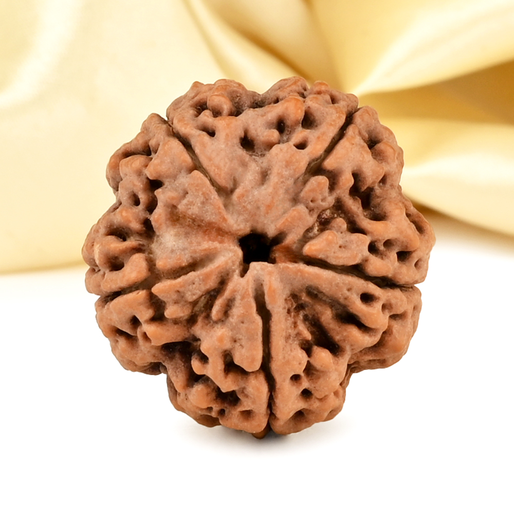 Super Collector 5 Mukhi from Nepal - DCCX