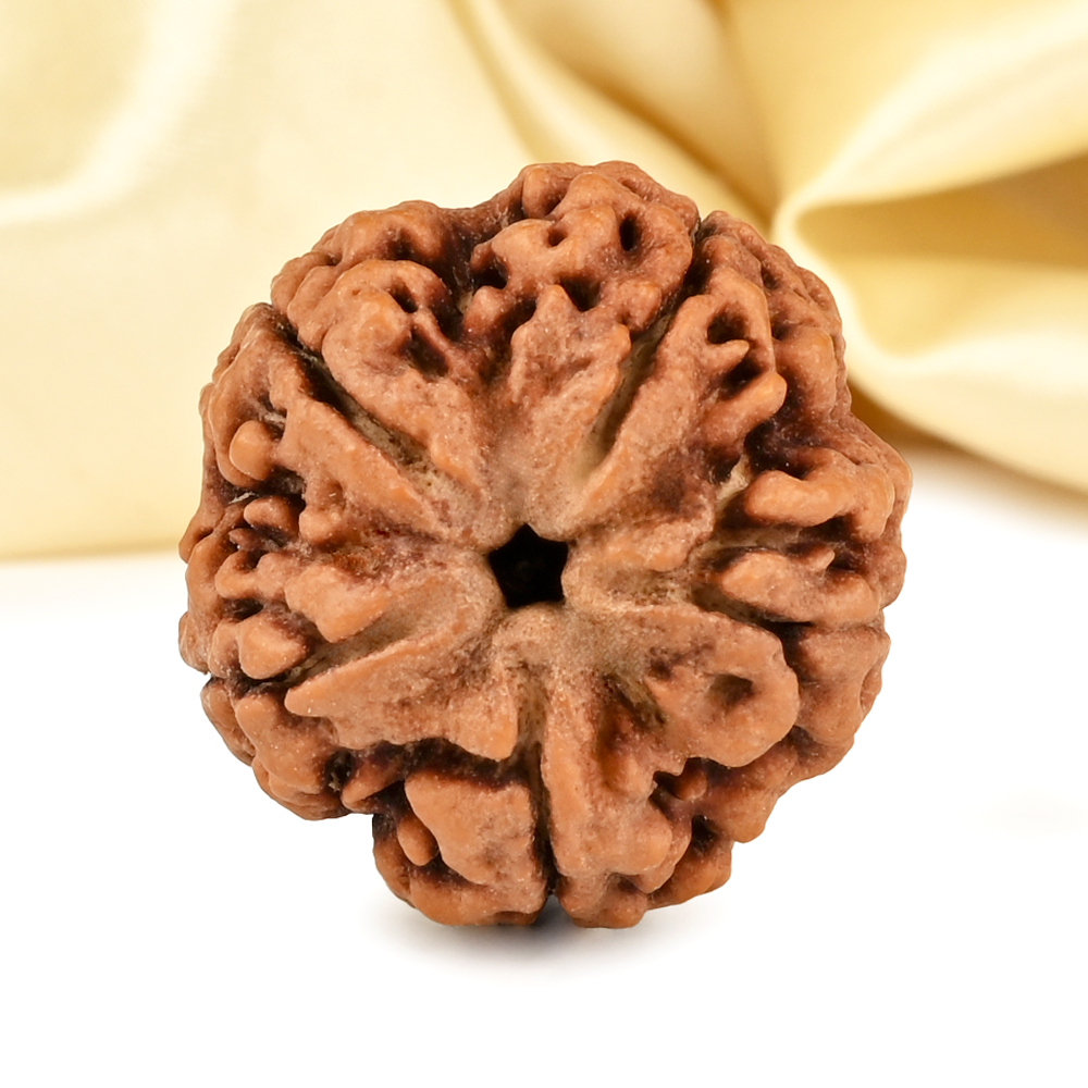 Super Collector 5 Mukhi from Nepal - DCCXI