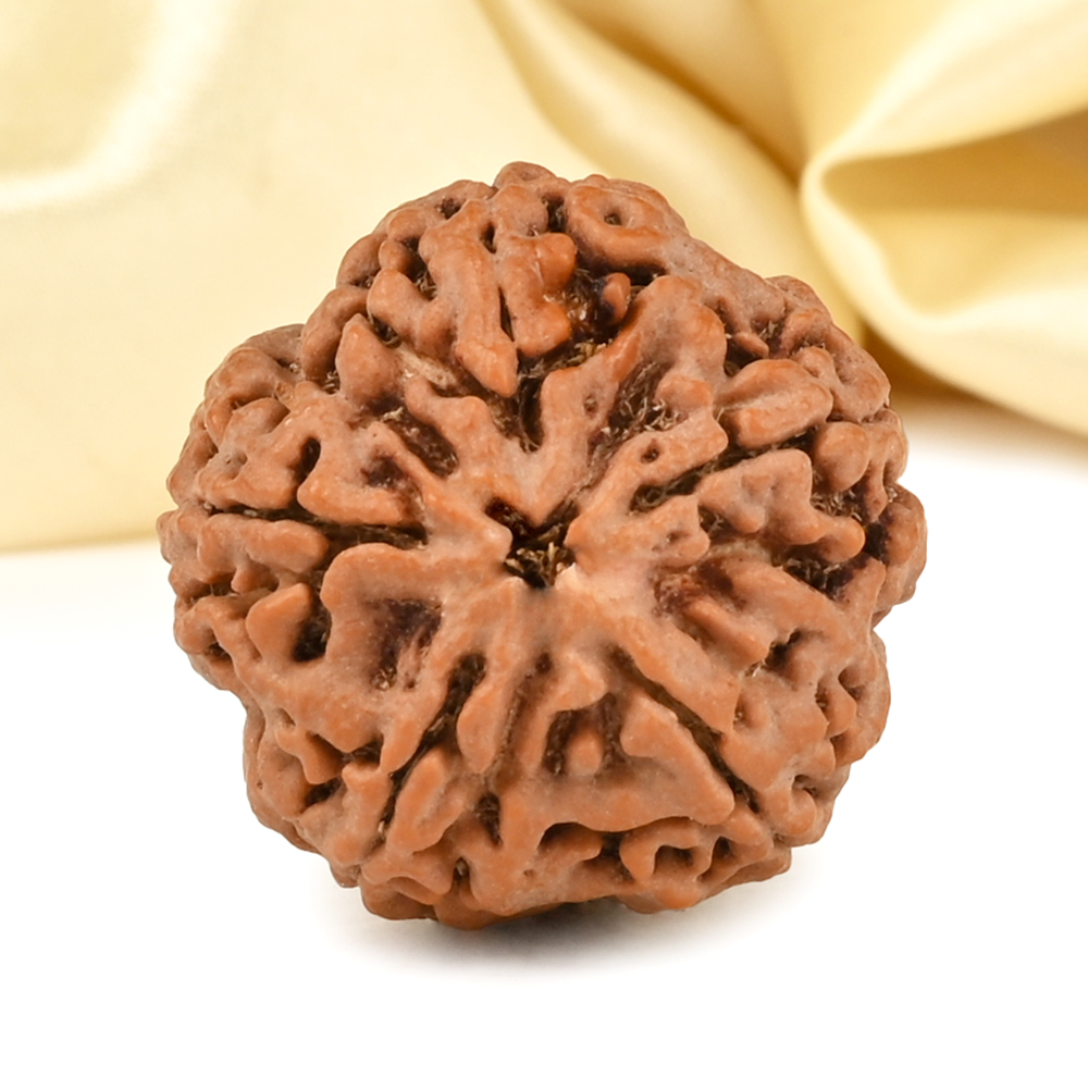 Super Collector 5 Mukhi from Nepal - DCCXII