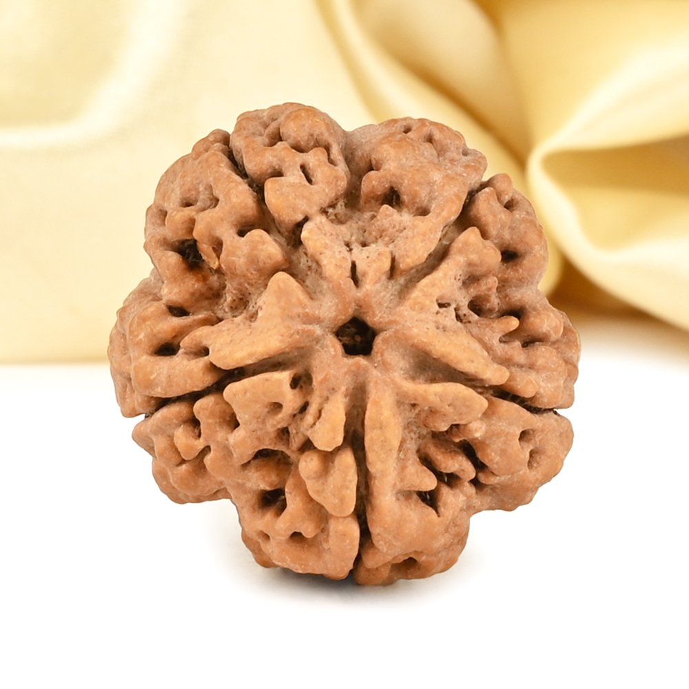 Super Collector 5 Mukhi from Nepal - DCCXIII