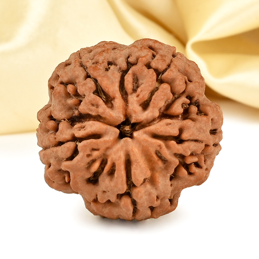 Super Collector 5 Mukhi from Nepal - DCCXIV