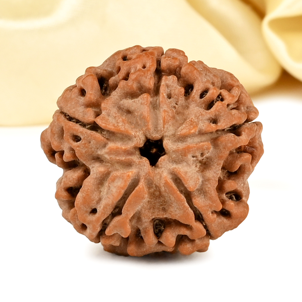 Super Collector 5 Mukhi from Nepal - DCCXV