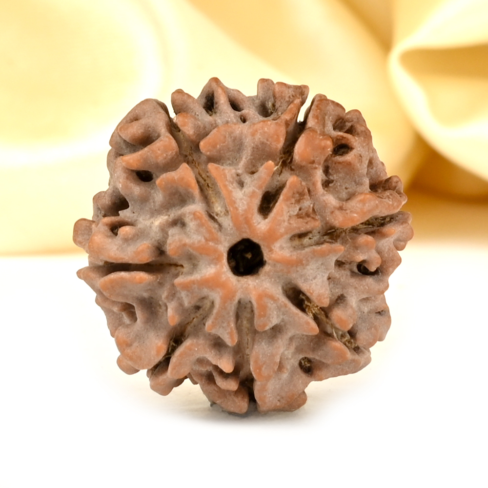 Collector 7 Mukhi from Nepal - DCCXXXIV