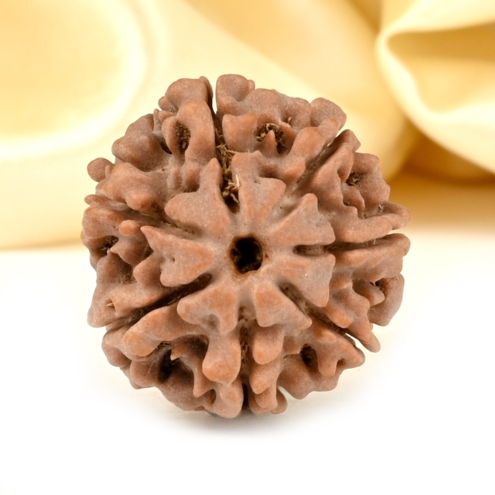 Collector 7 Mukhi from Nepal - DCCXXXV