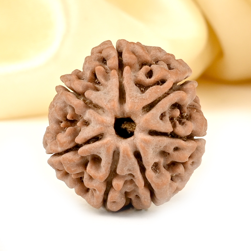 Collector 7 Mukhi from Nepal - DCCXXXVI