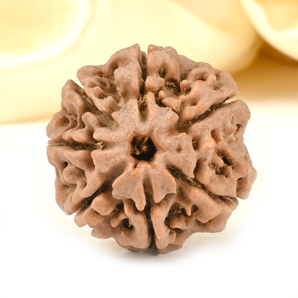 Collector 7 Mukhi from Nepal - DCCXXXVII