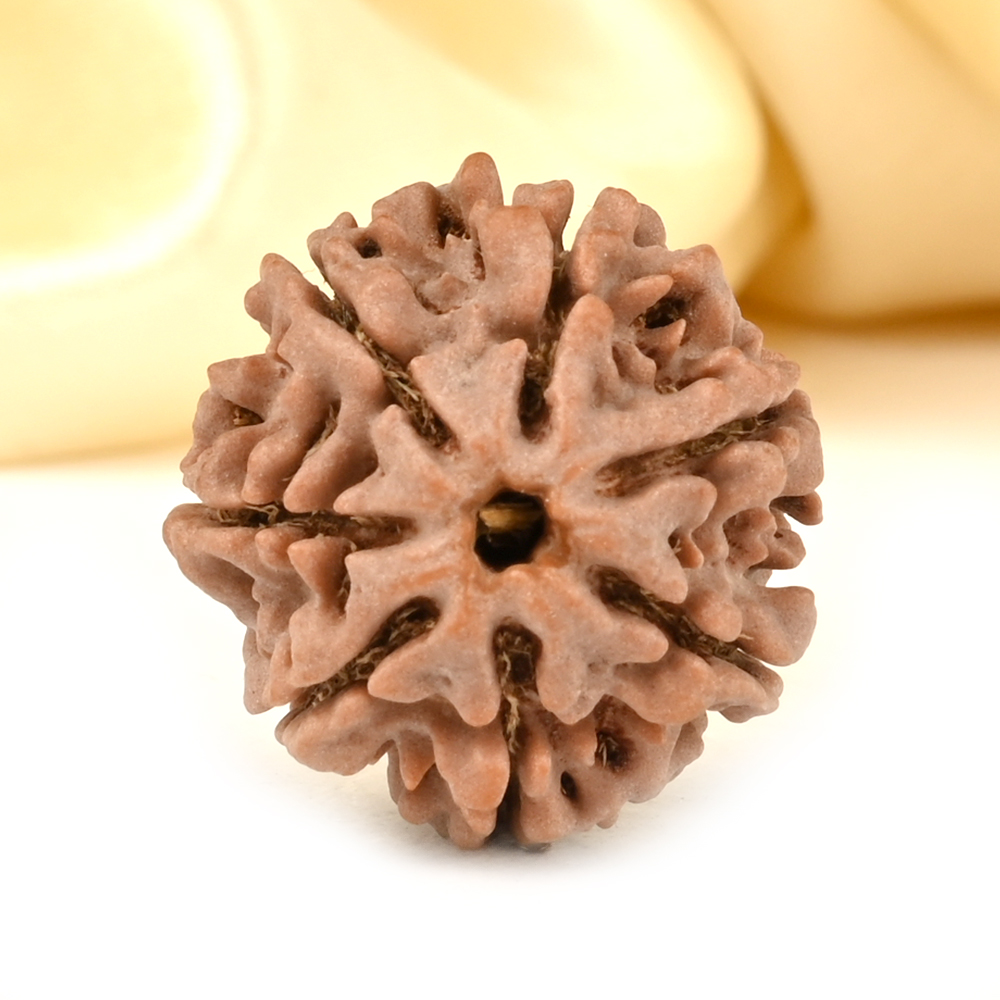 Collector 7 Mukhi from Nepal - DCCXXXVIII