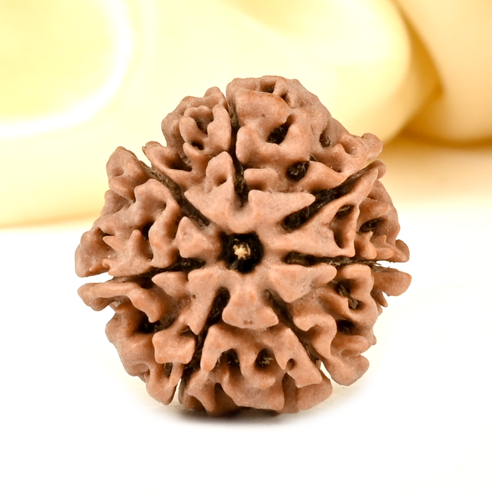 Collector 7 Mukhi from Nepal - DCCXXXIX