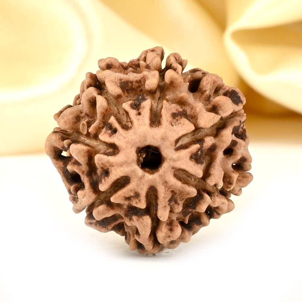 Collector 7 Mukhi from Nepal - DCCXL