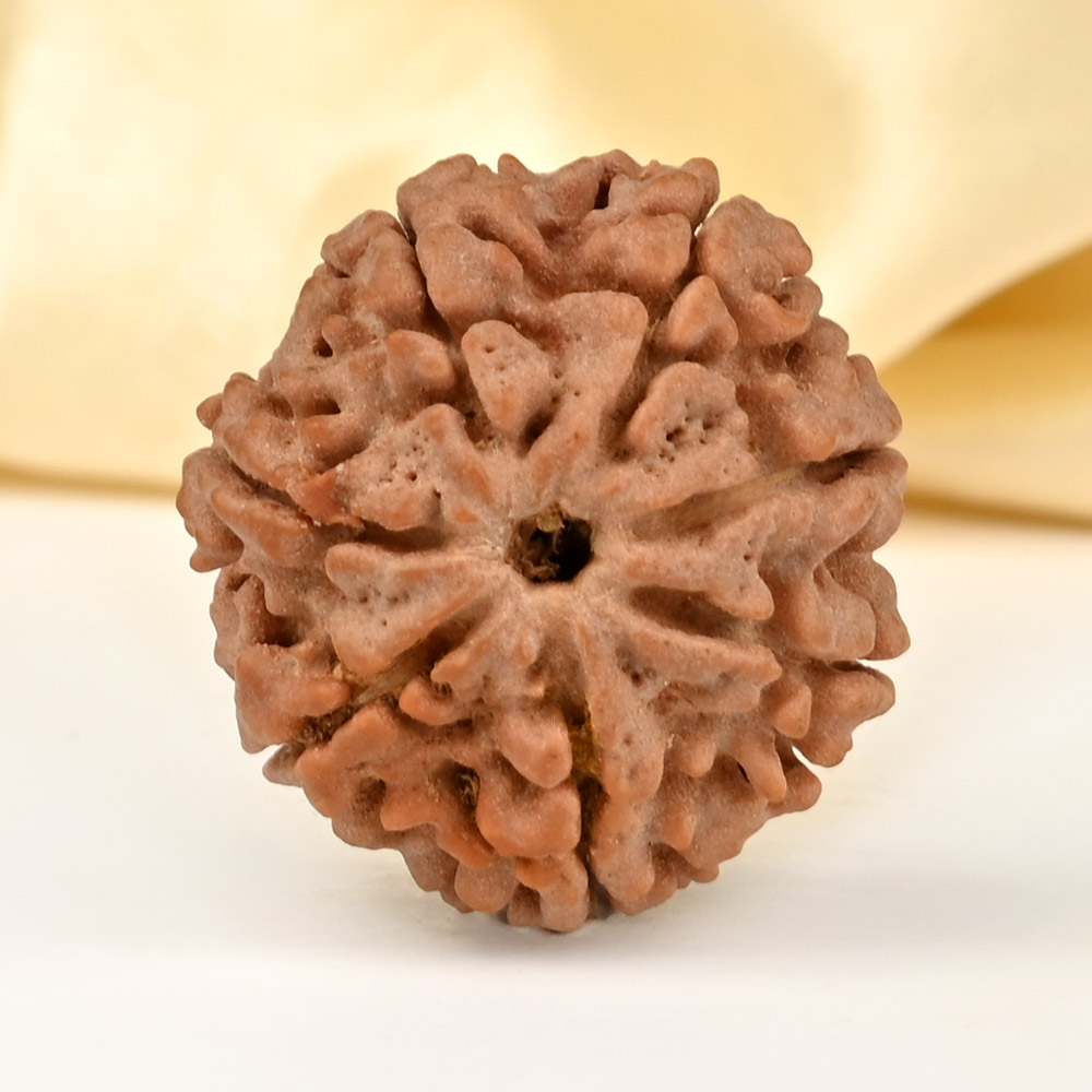 Super Collector 7 Mukhi from Nepal - DCLXXX