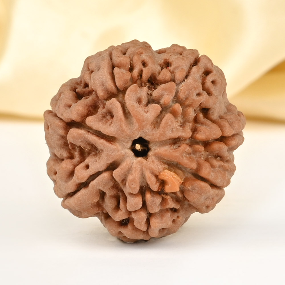 Super Collector 7 Mukhi from Nepal - DCLXXXI