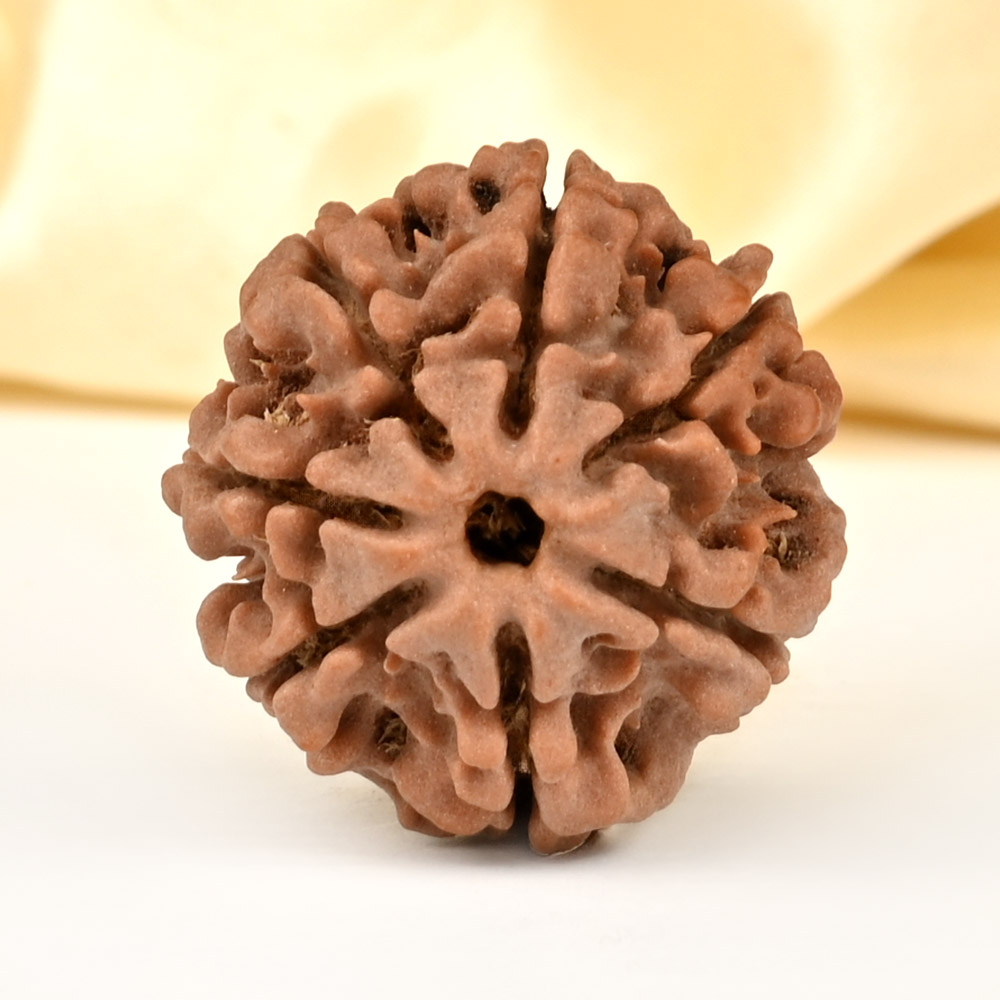 Super Collector 7 Mukhi from Nepal - DCLXXXII