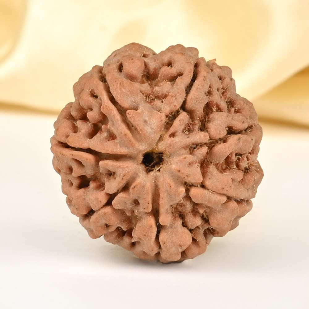Super Collector 7 Mukhi from Nepal - DCLXXXIII