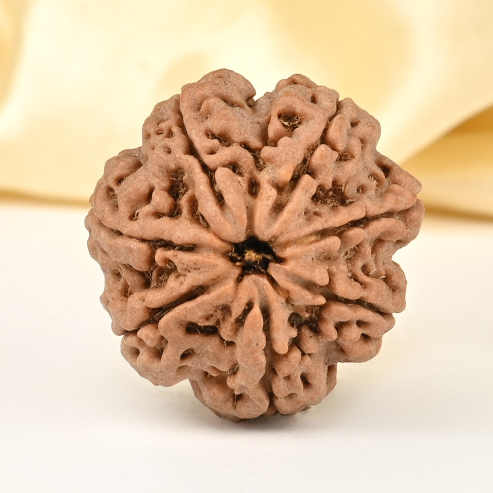 Super Collector 7 Mukhi from Nepal - DCLXXXV