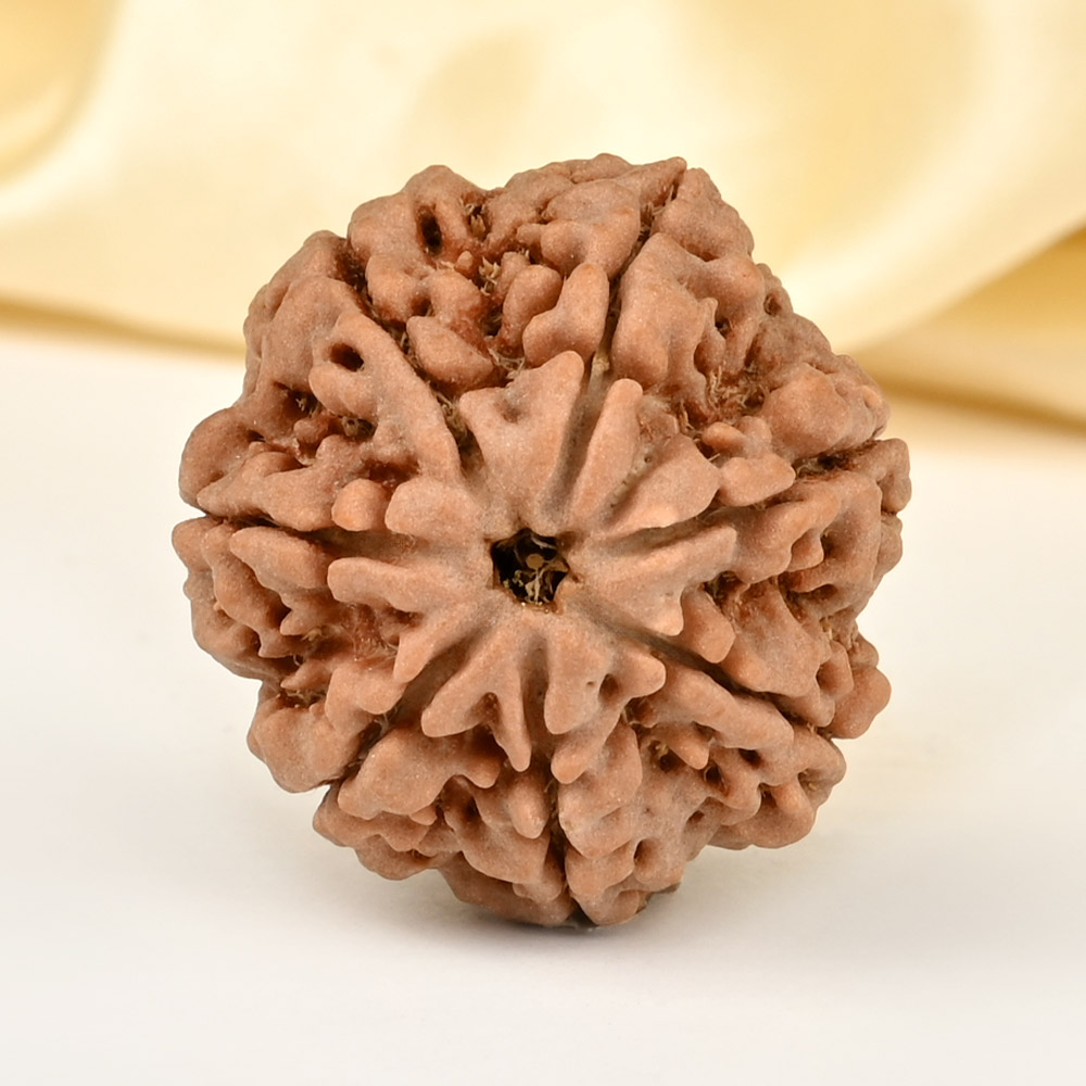Super Collector 7 Mukhi from Nepal - DCLXXXVI