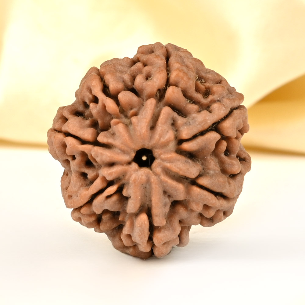 Super Collector 7 Mukhi from Nepal - DCLXXXVII
