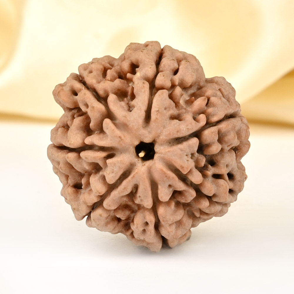 Super Collector 7 Mukhi from Nepal - DCLXXXVIII