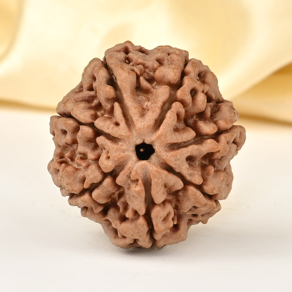 Super Collector 7 Mukhi from Nepal - DCLXXXIX