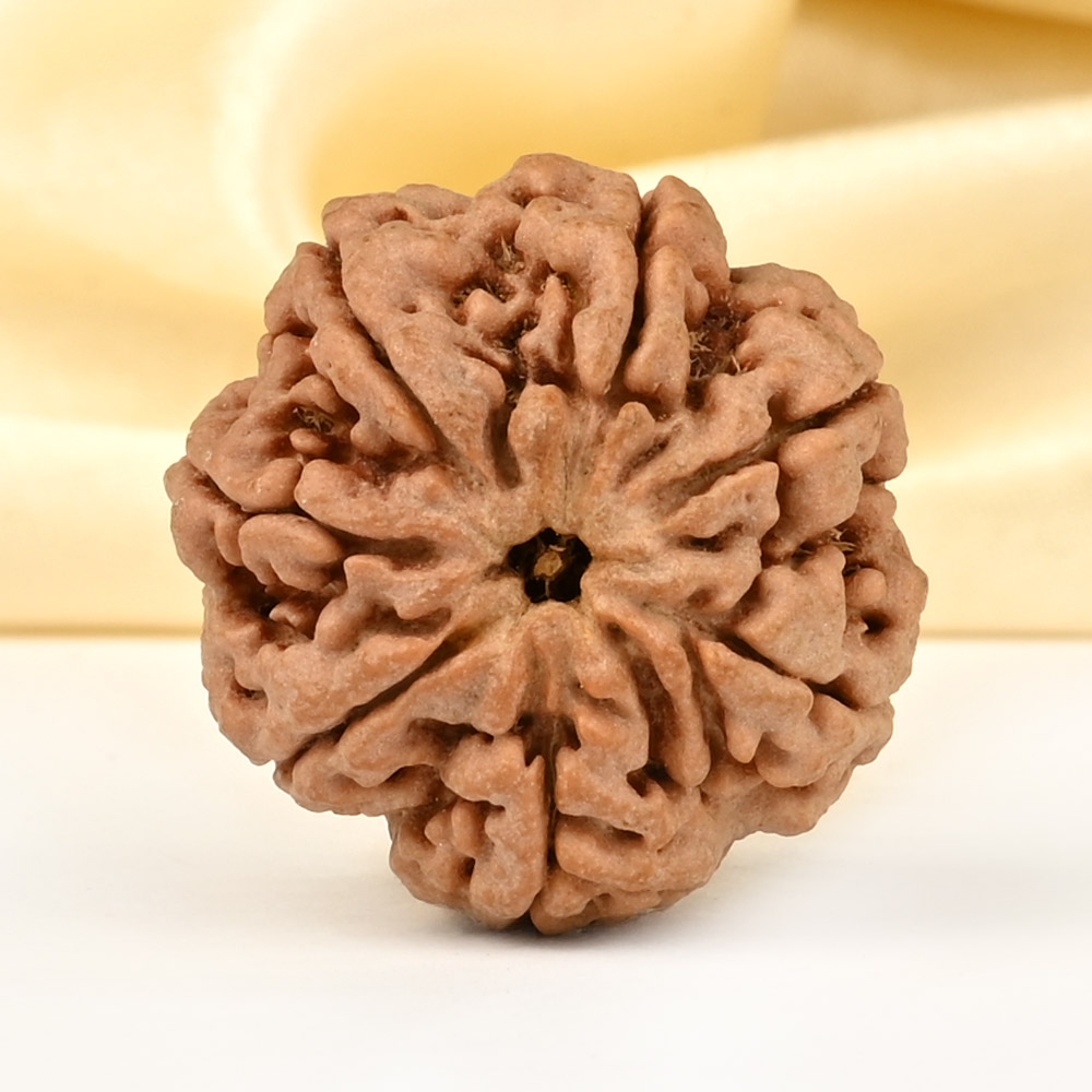 Super Collector 7 Mukhi from Nepal - DCXC