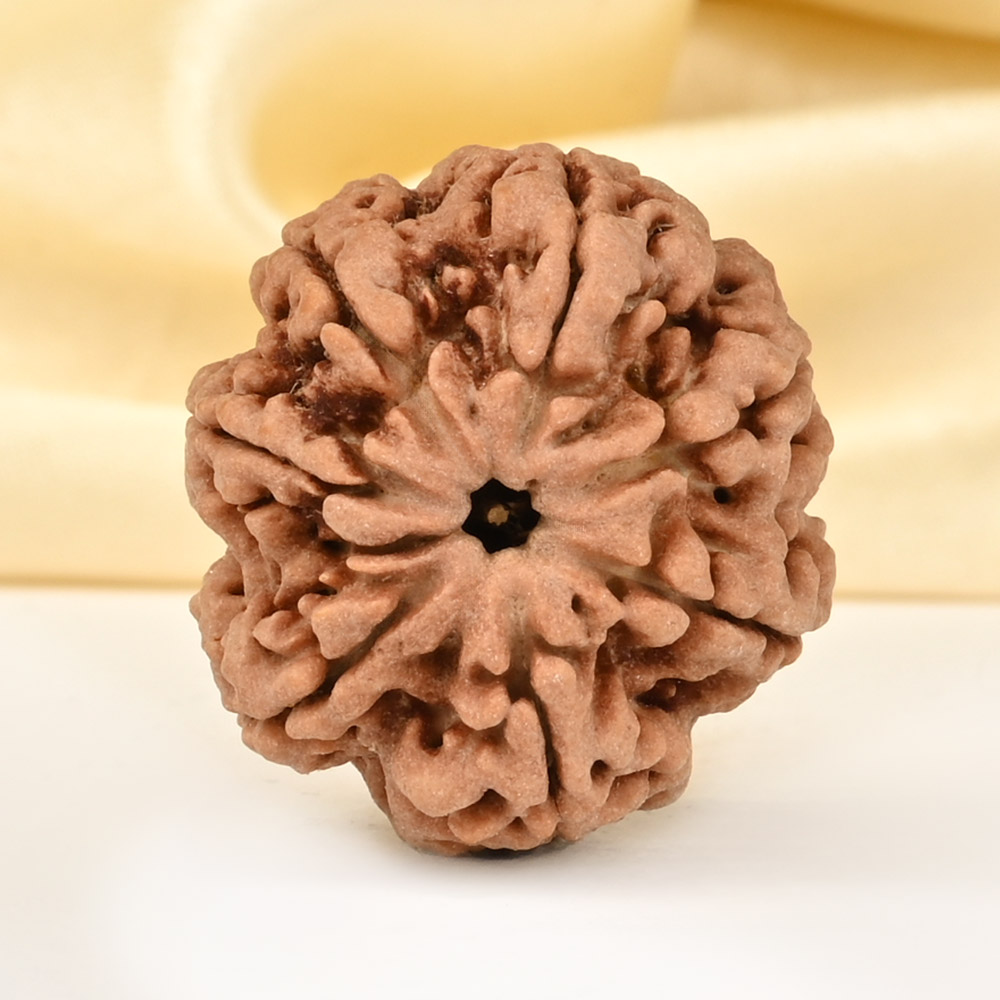 Super Collector 7 Mukhi from Nepal - DCXCI