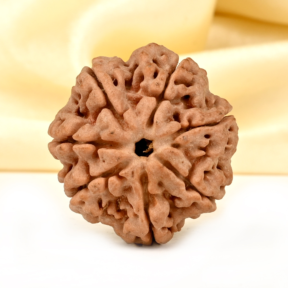 Super Collector 7 Mukhi from Nepal - DCXCII
