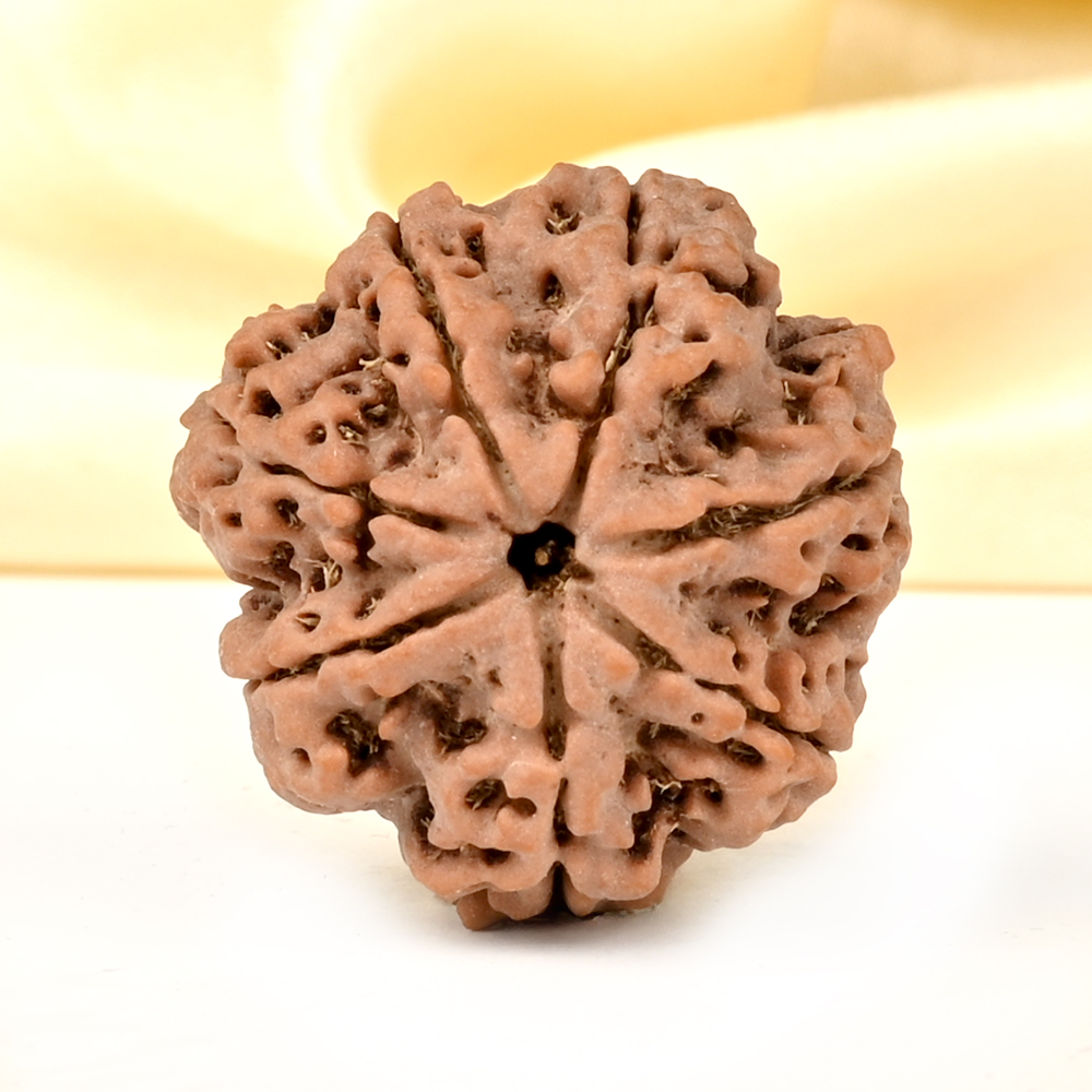 Super Collector 7 Mukhi from Nepal - DCXCIV
