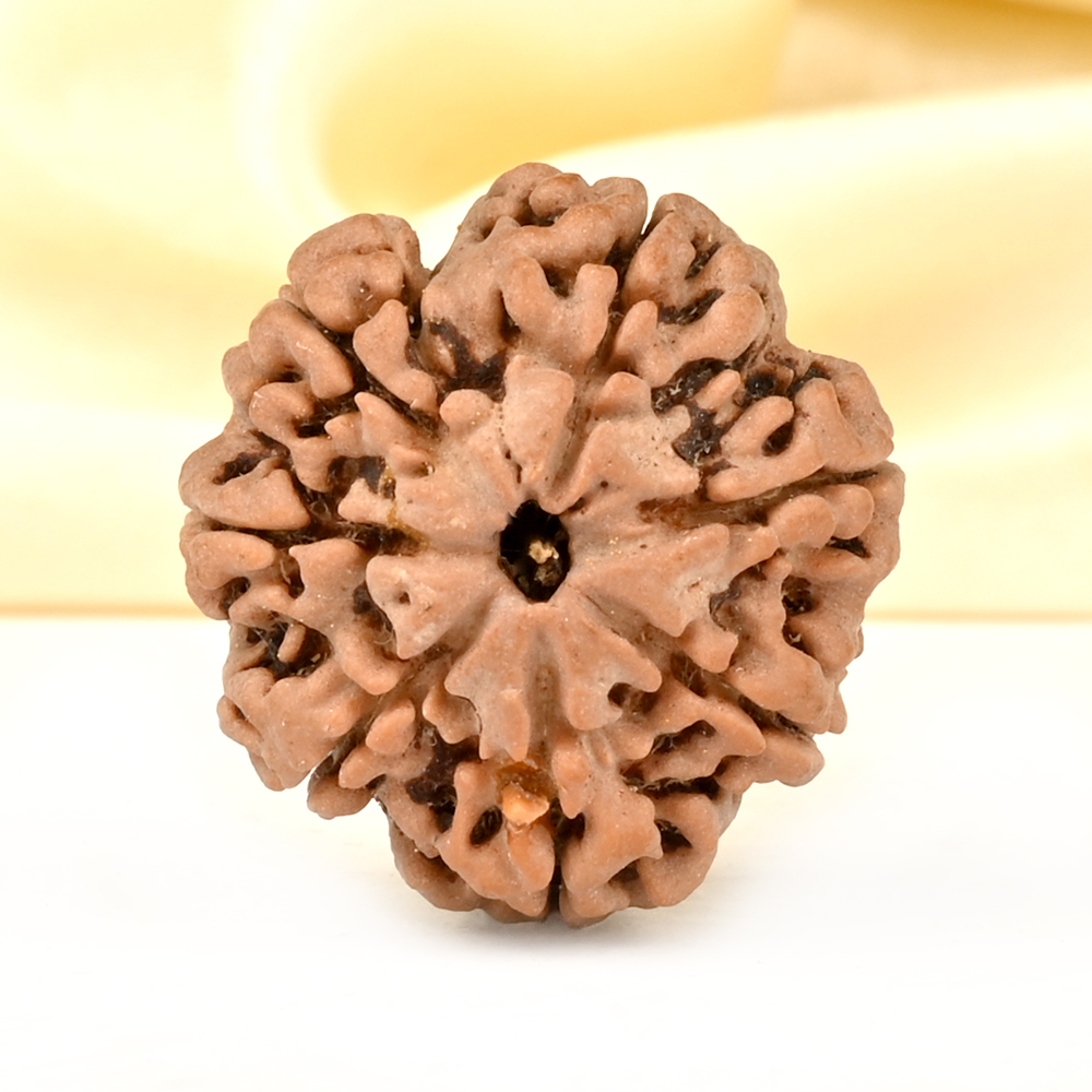 Super Collector 7 Mukhi from Nepal - DCXCV