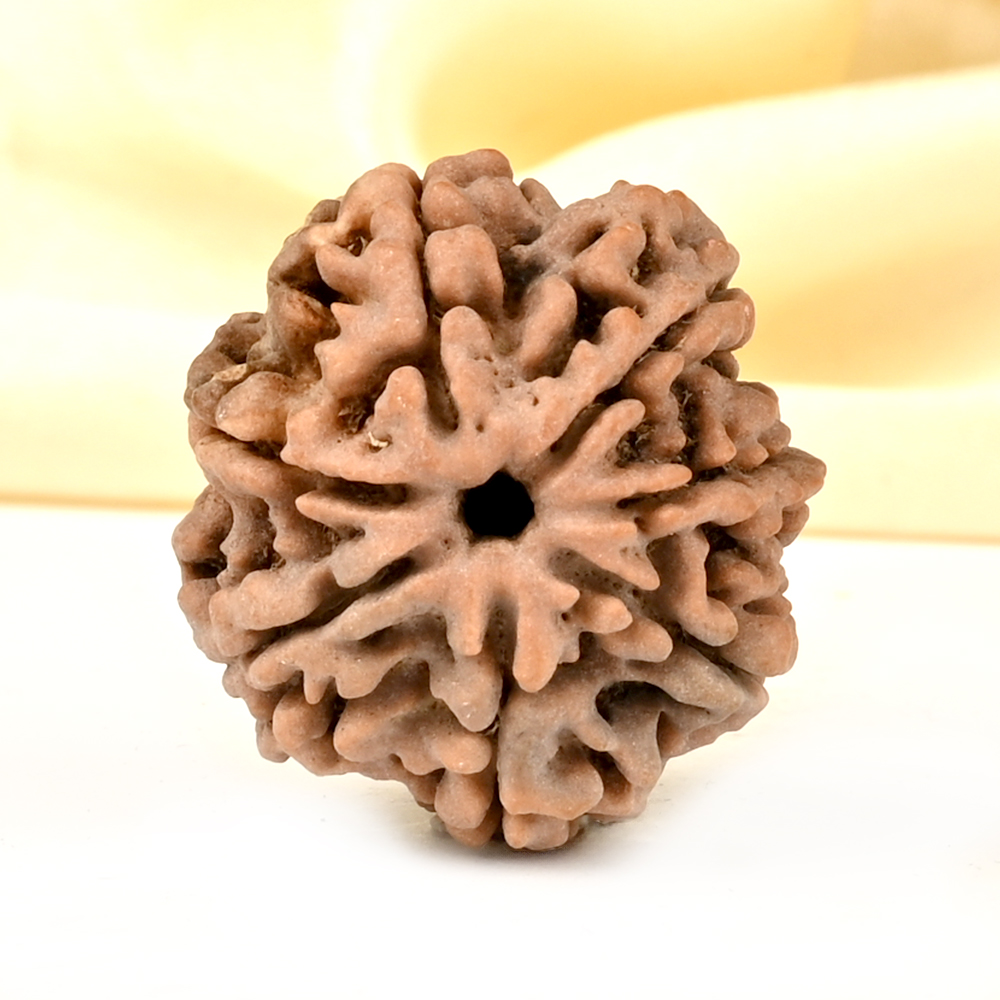 Super Collector 7 Mukhi from Nepal - DCXCVI