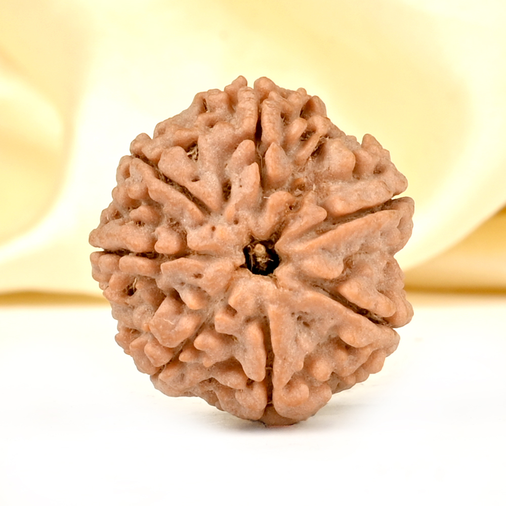 Super Collector 7 Mukhi from Nepal - DCXCVIII