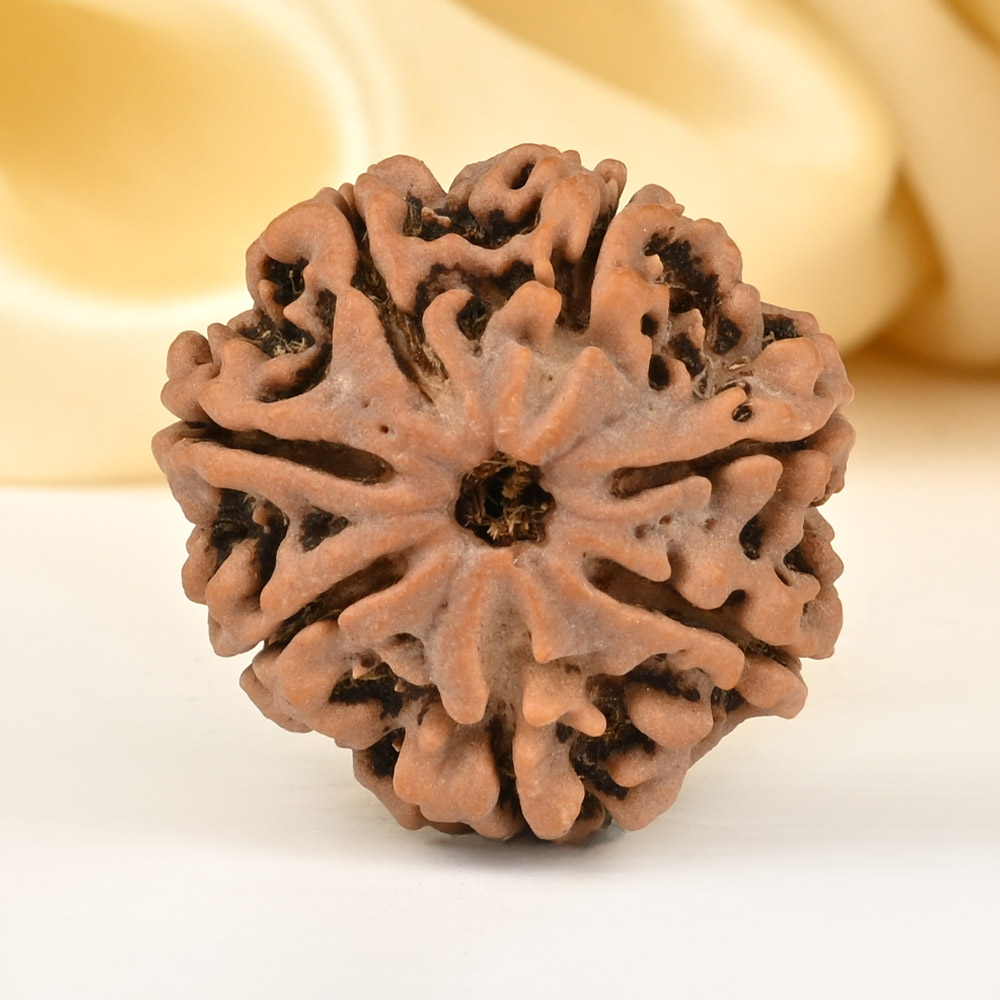 Super Collector 7 Mukhi from Nepal - DCCIV