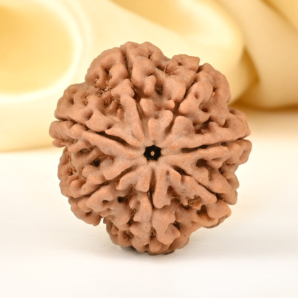Super Collector 7 Mukhi from Nepal - DCCV