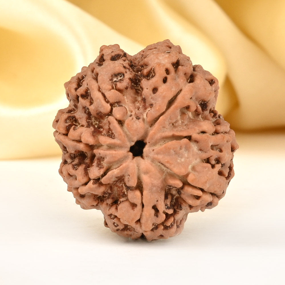 Super Collector 7 Mukhi from Nepal - DCCVI