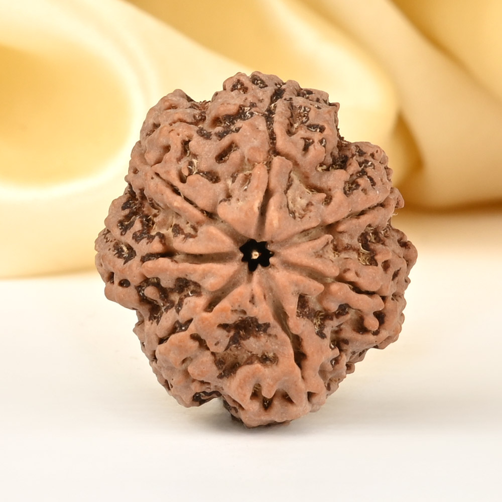Super Collector 7 Mukhi from Nepal - DCCVII