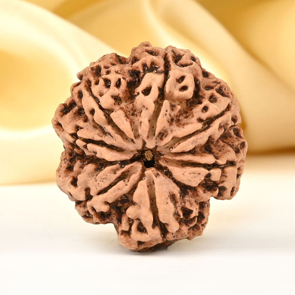 Super Collector 7 Mukhi from Nepal - DCCVIII