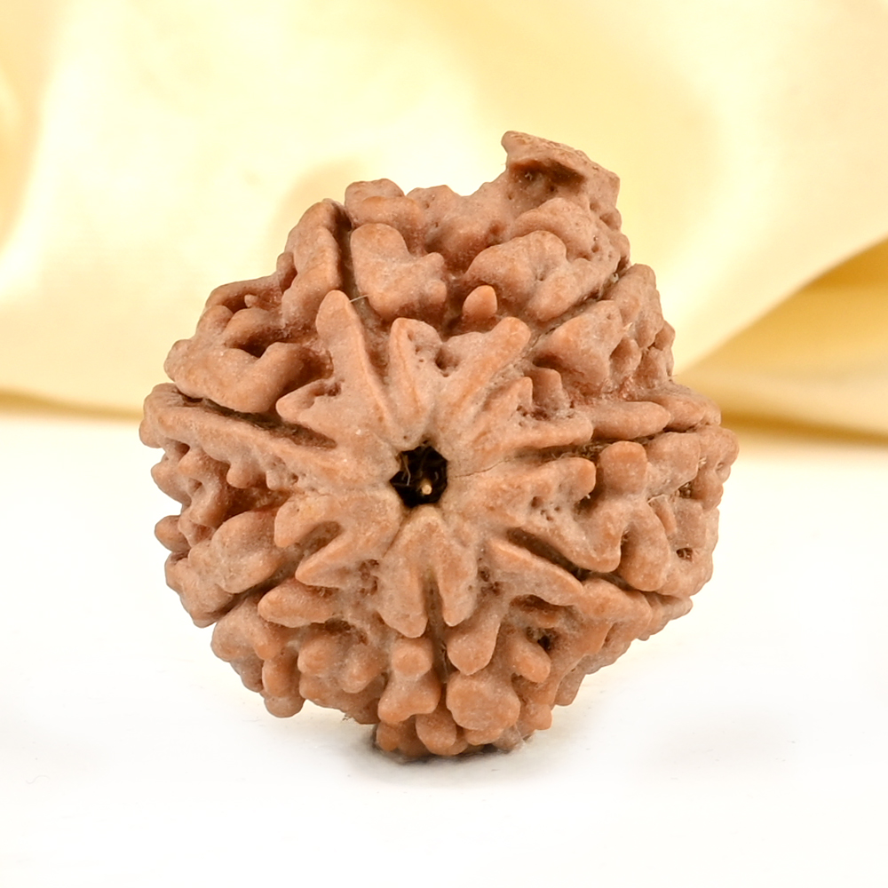 Super Collector Ganesh Rudraksha 7 Mukhi from Nepal - V