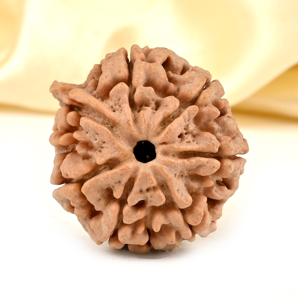 Super Collector Ganesh Rudraksha 7 Mukhi from Nepal - VI
