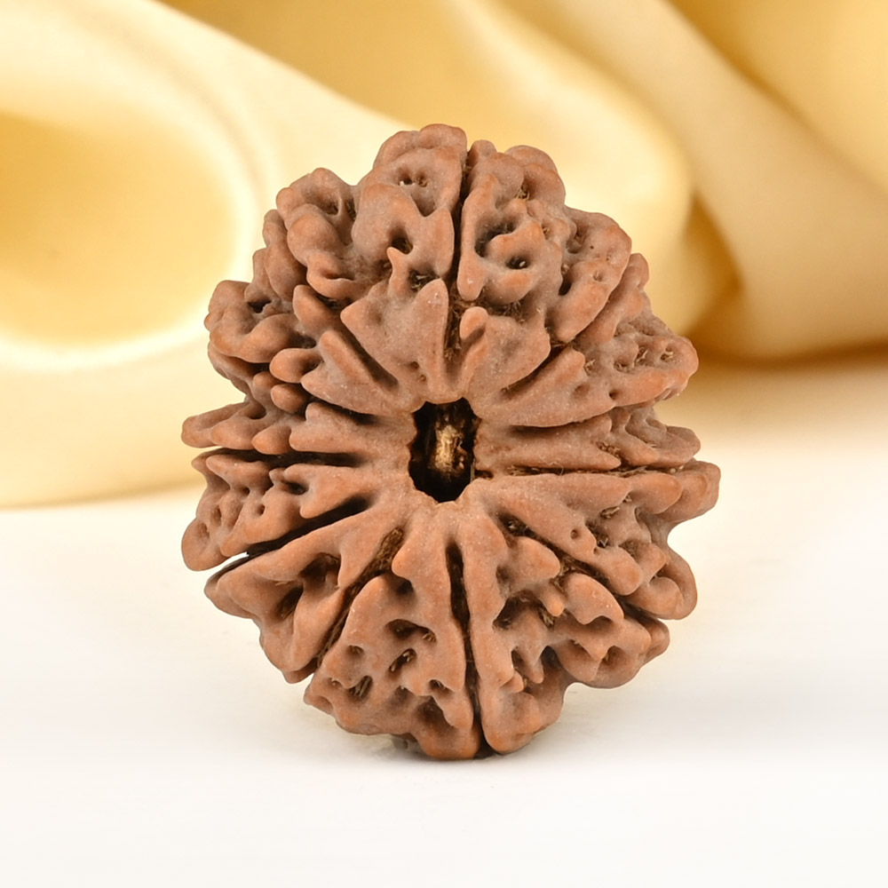 Collector 11 Mukhi from Nepal - CLXXXIII