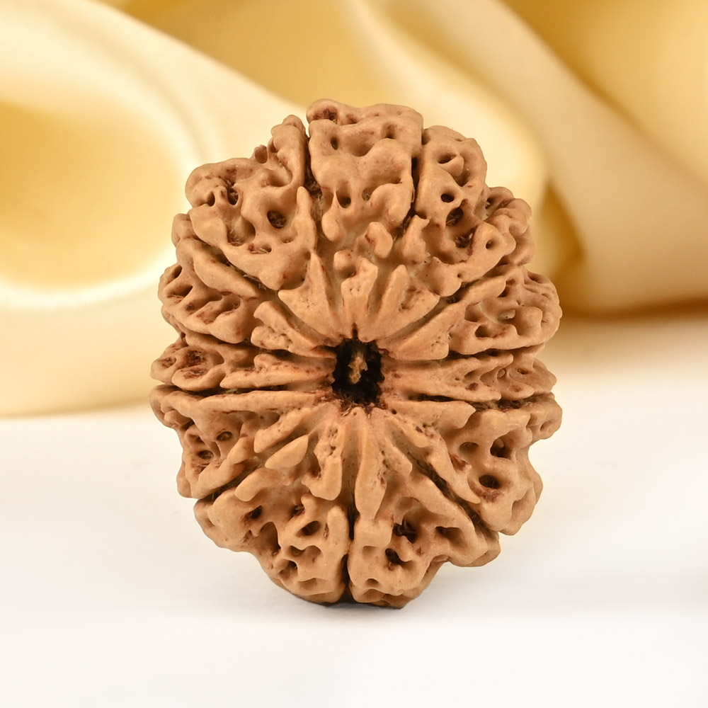 Collector 11 Mukhi from Nepal - CLXXXV